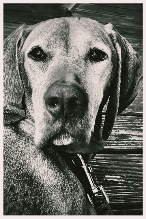 Urlaub mit Hund